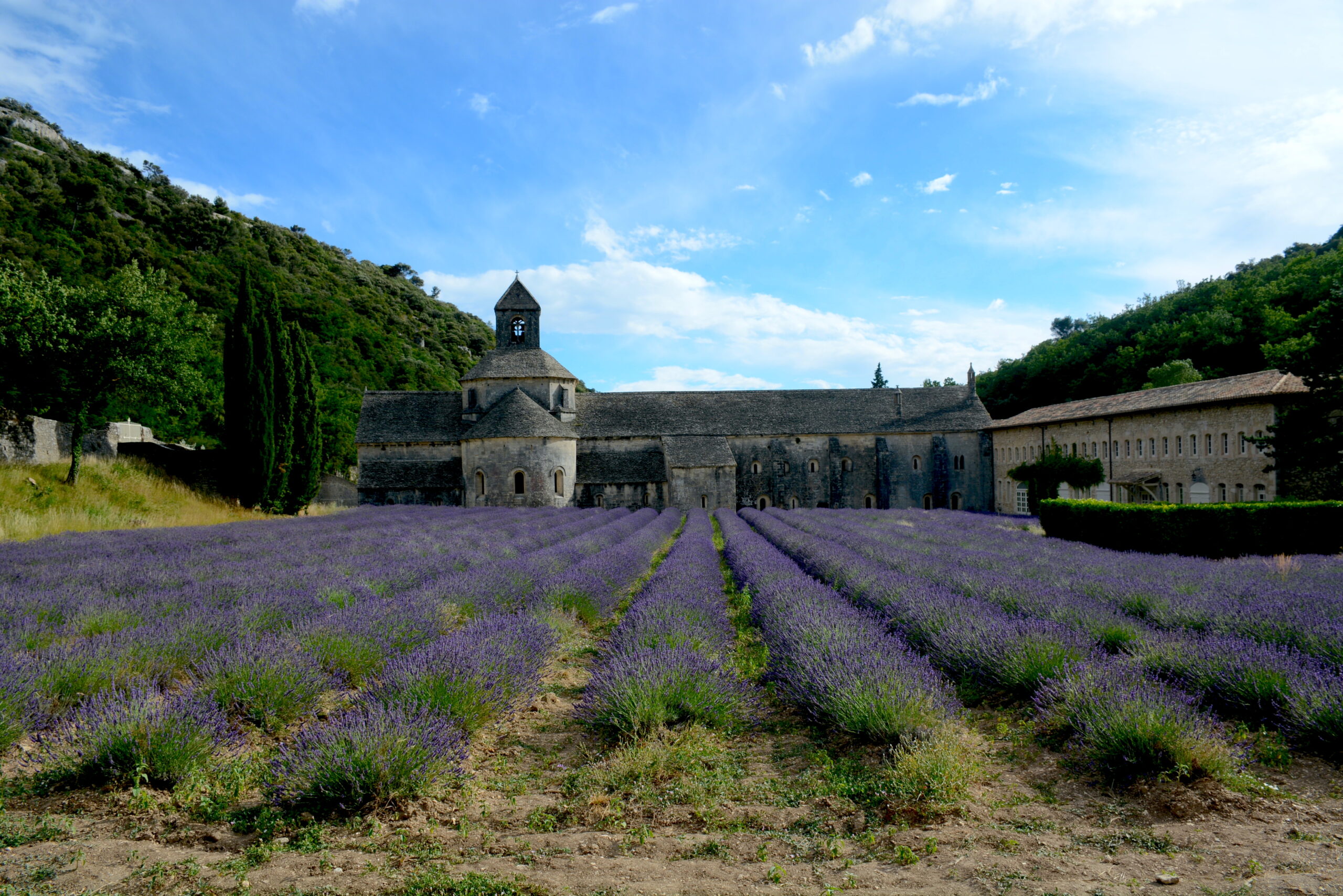 Provence Lavender