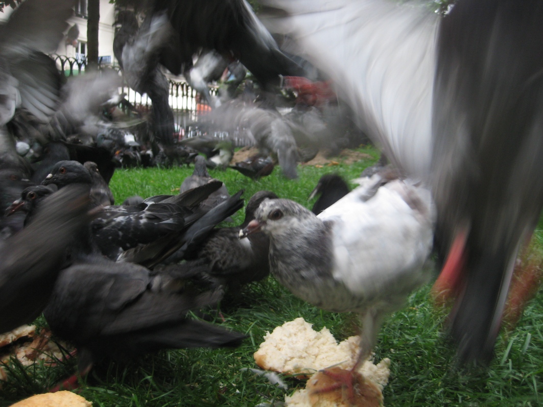 Pigeon Attack