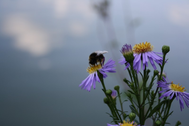 Pollination at work