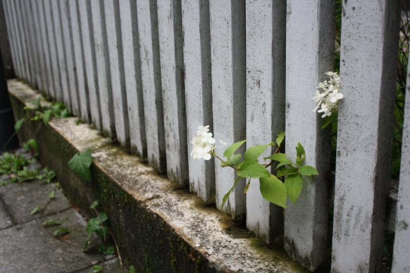 Flower & Fence