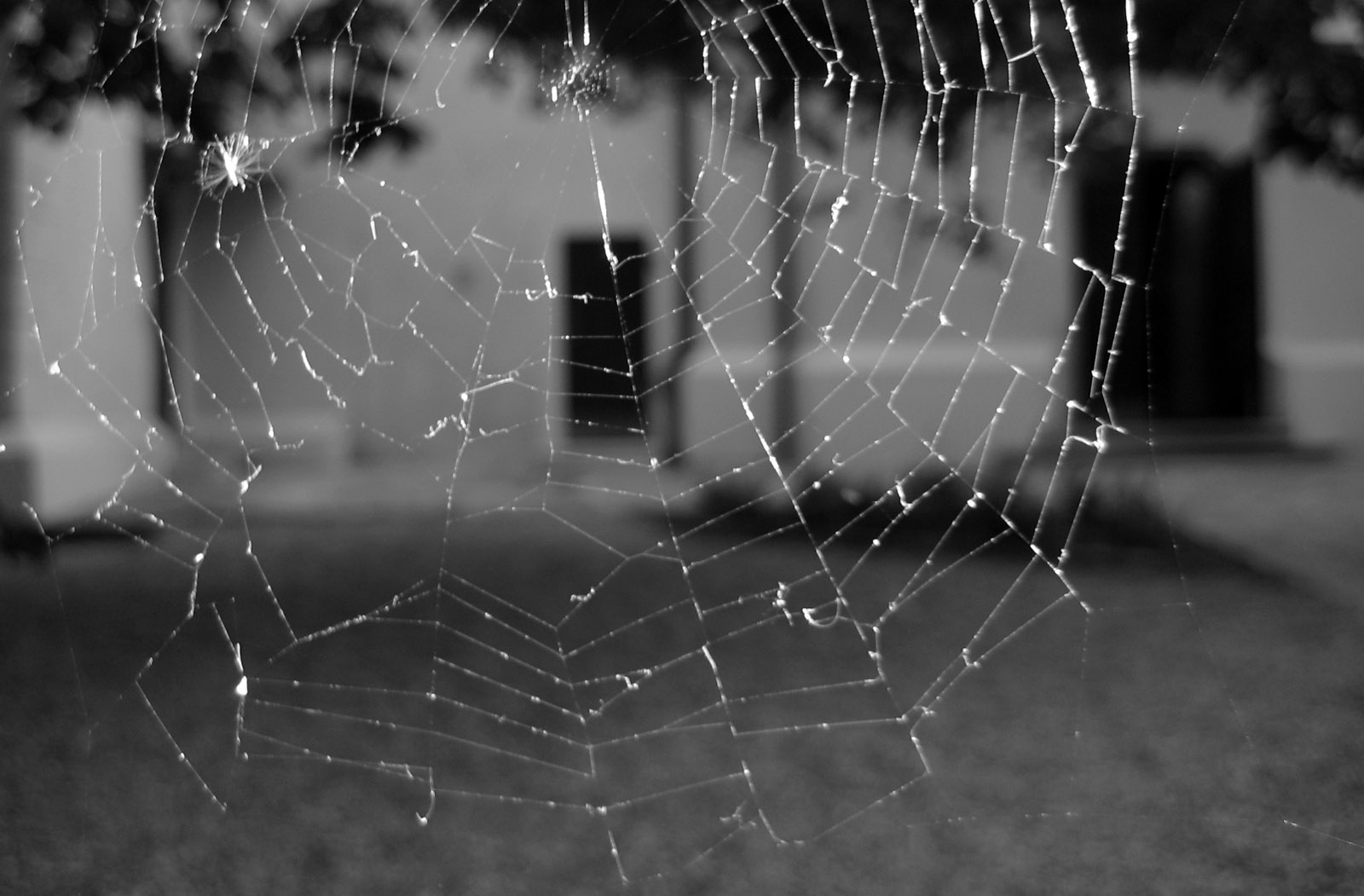 Spider Web