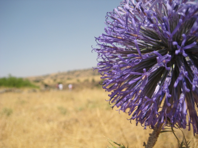 Golan Flowers