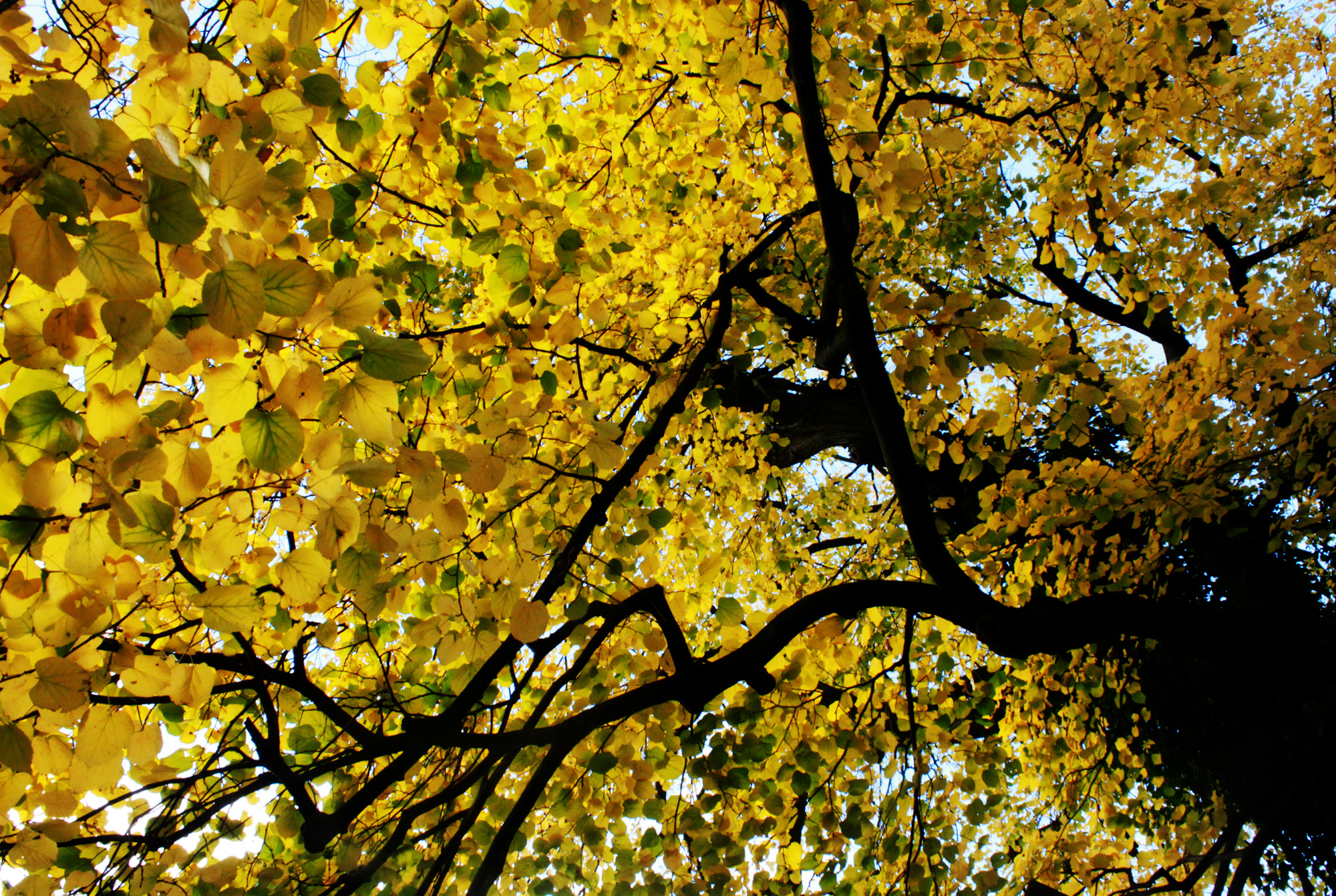 Under the tree