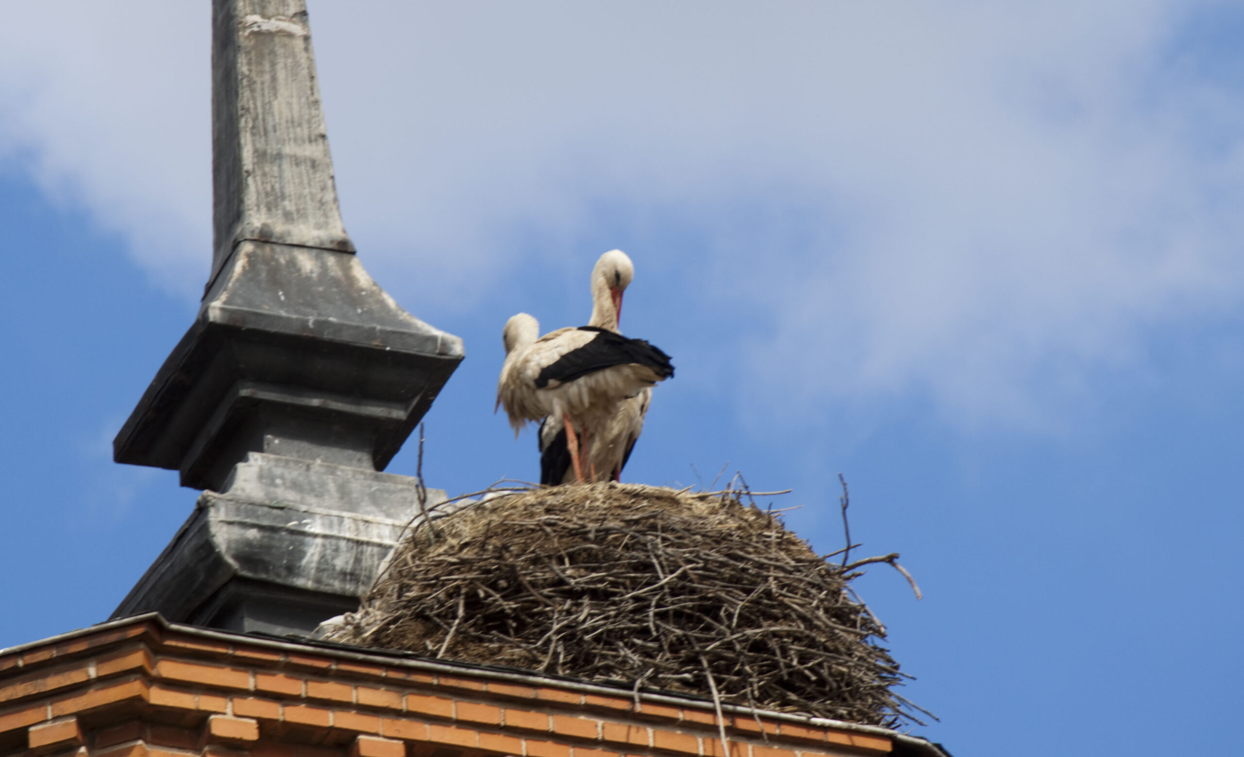 Alcala Storks