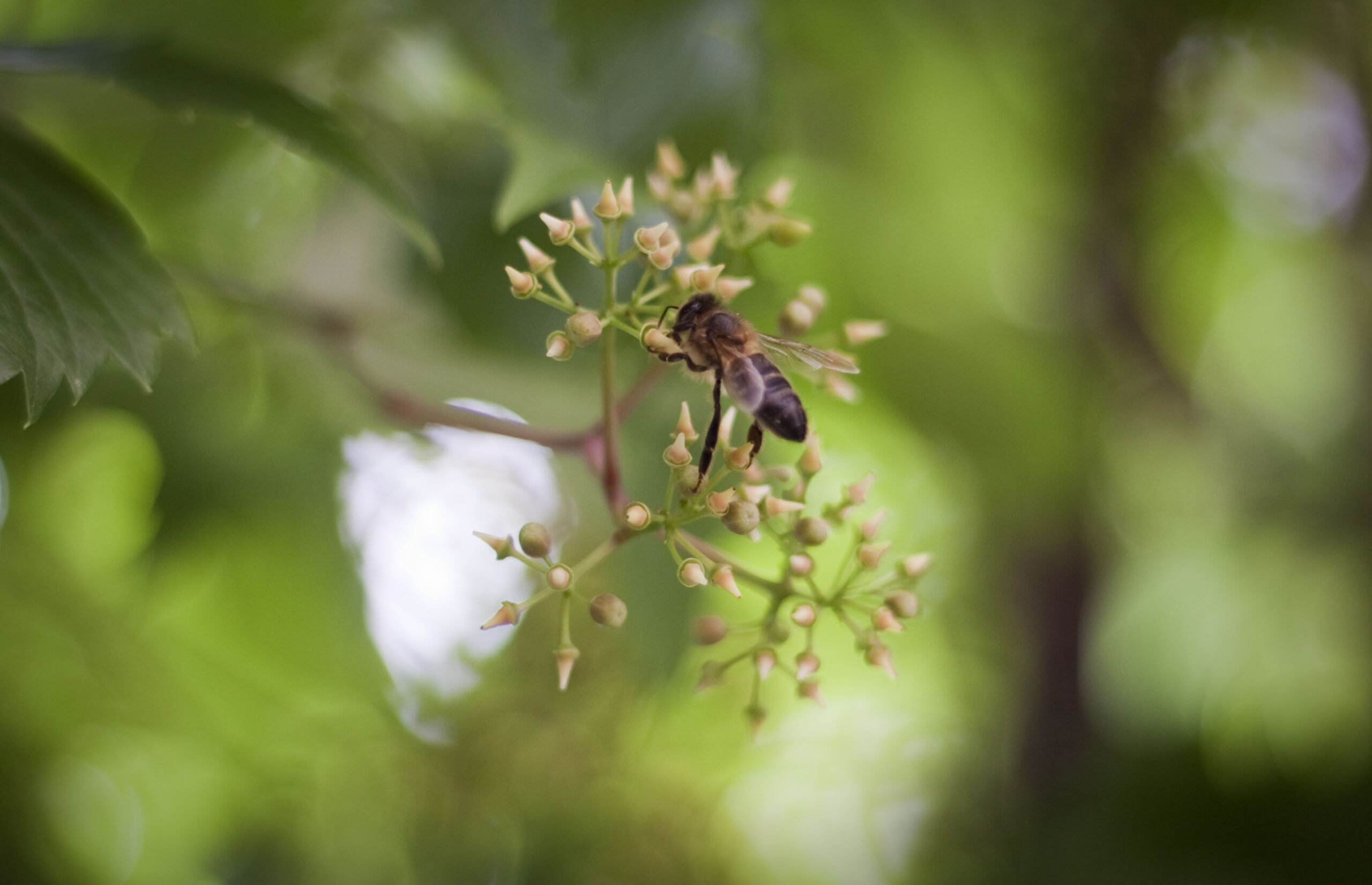 Bee pollination