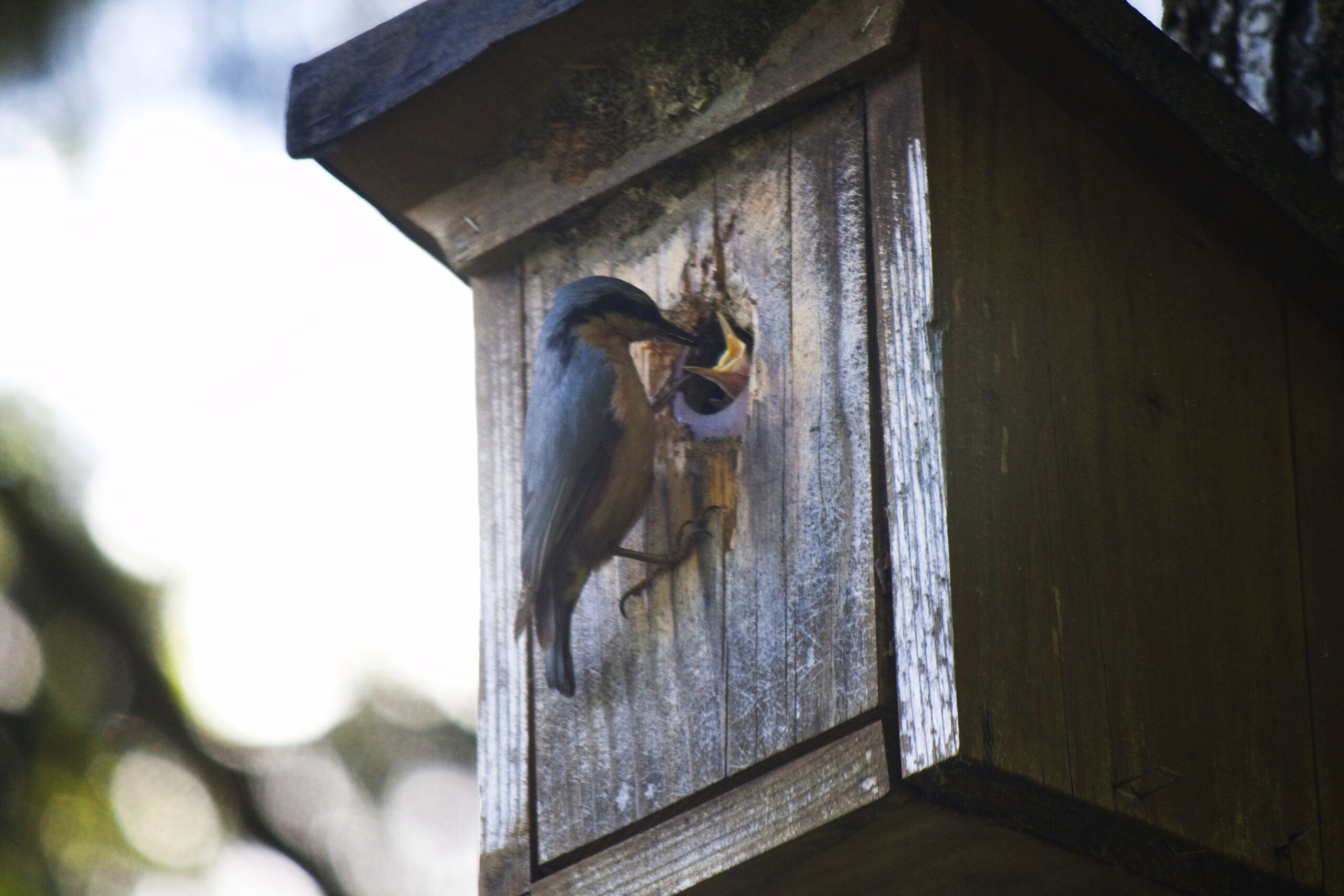 Bird Feeding Offspring