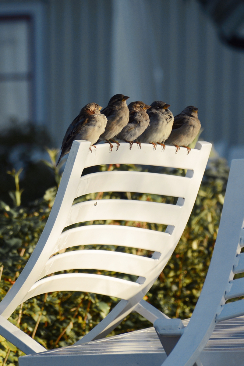 Birds enjoying early spring sun