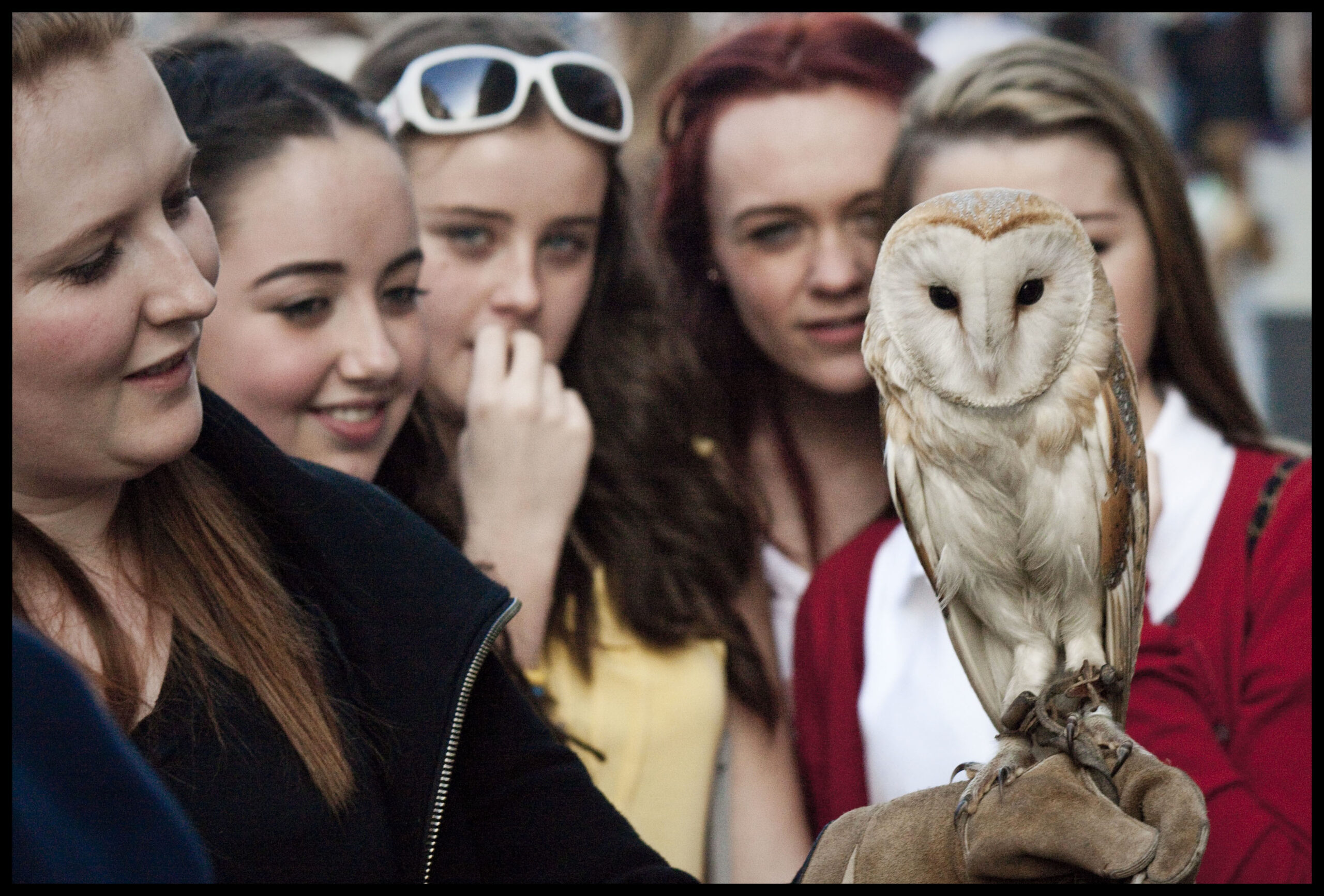 There is an Owl in Liverpool One