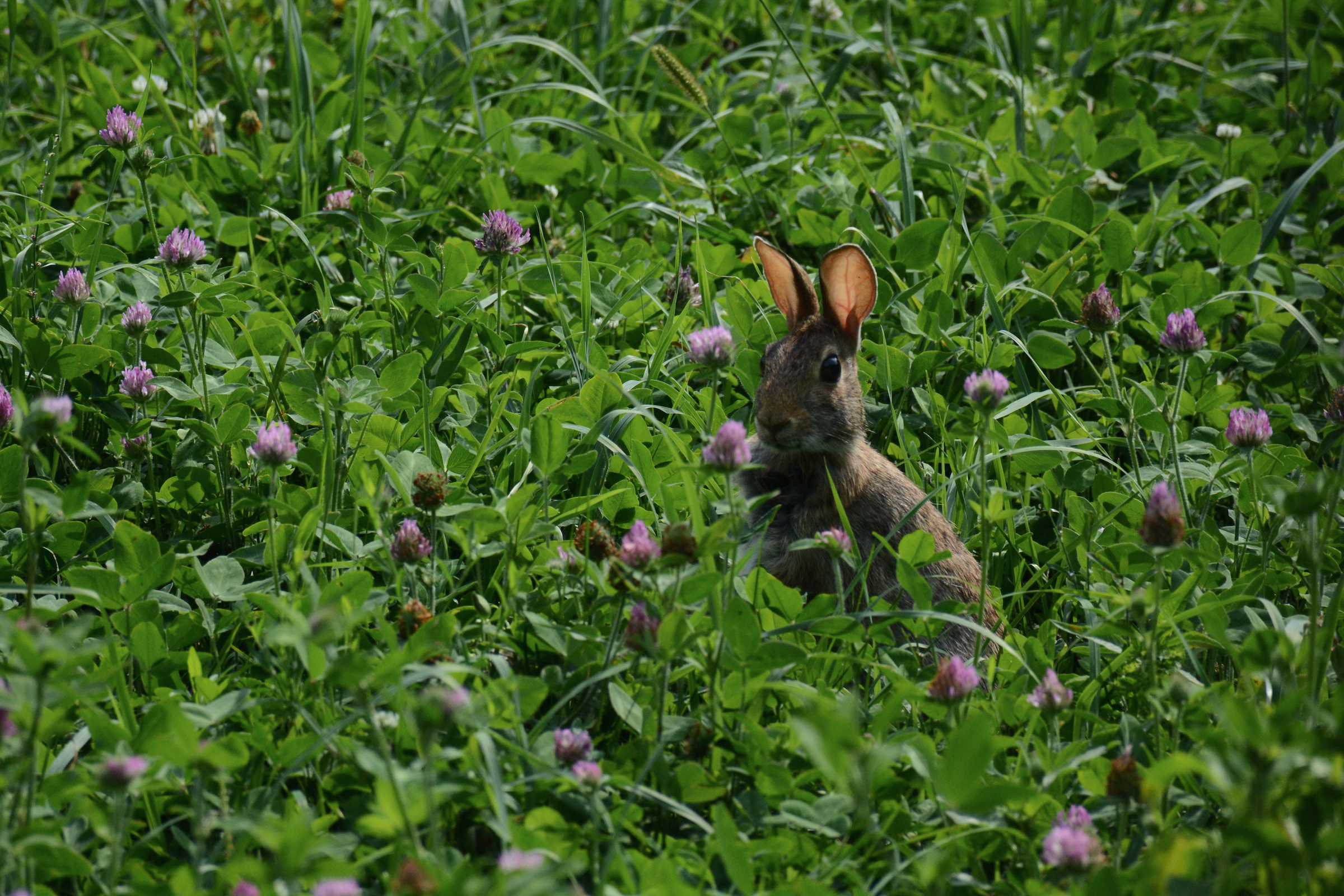 Bunny in the city