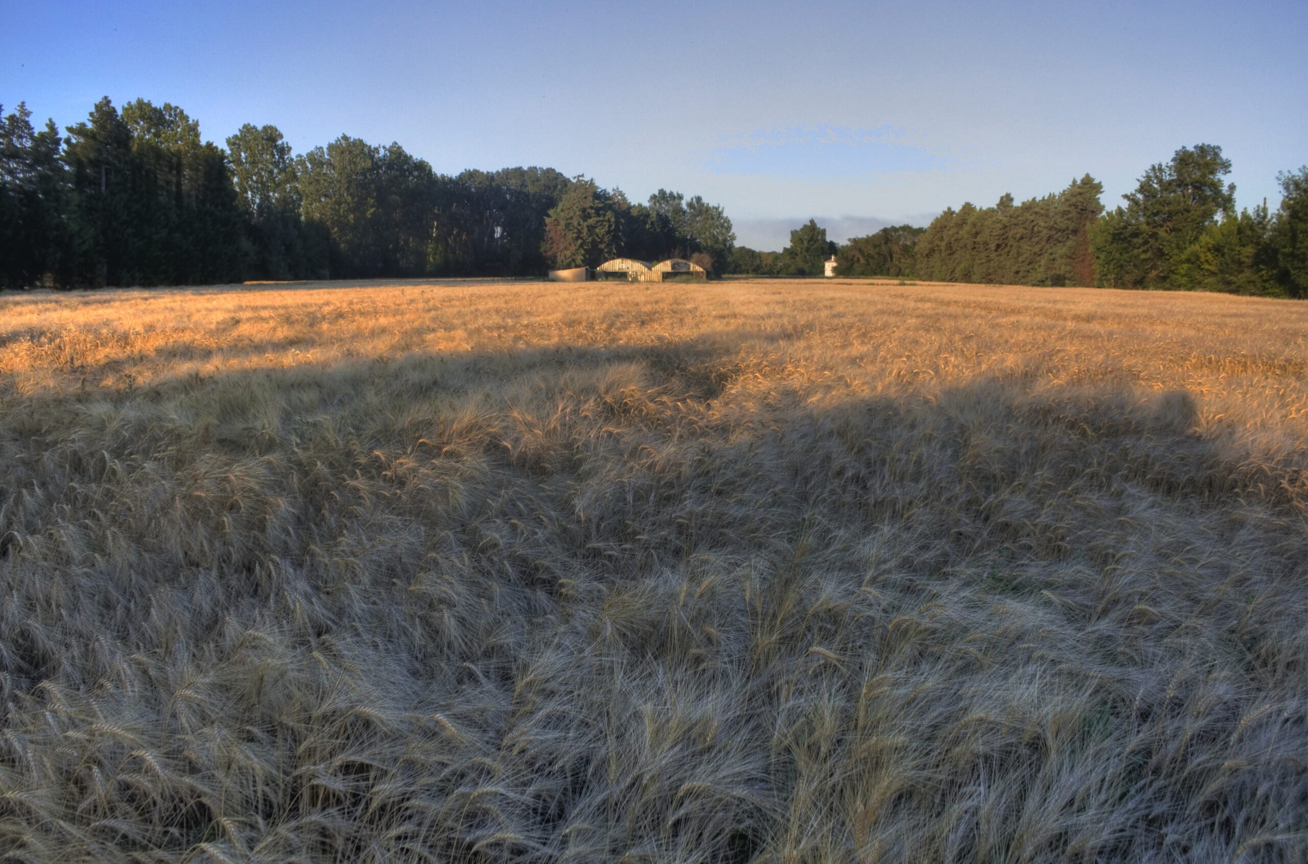 Cornfields in Provence