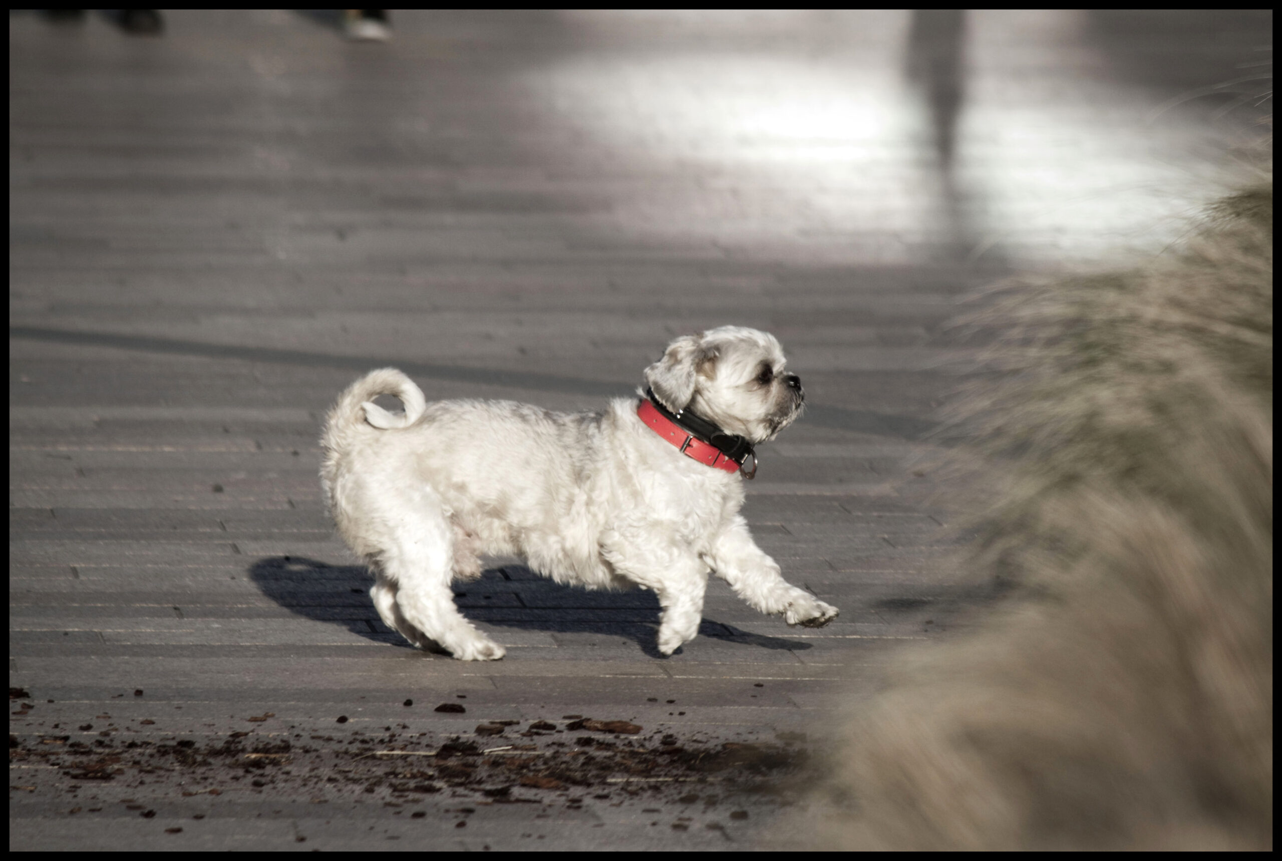 Dog trotting