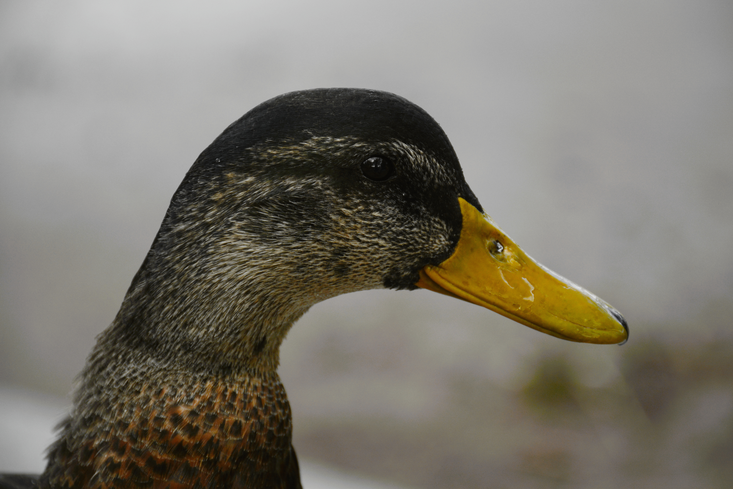 Duck Profile