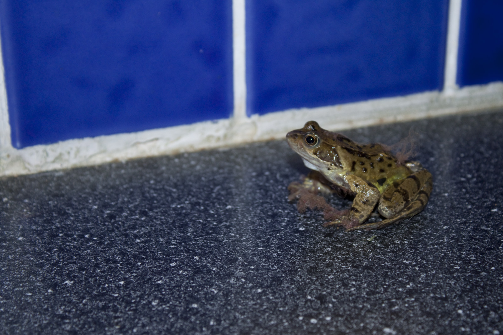 Frog Rescue