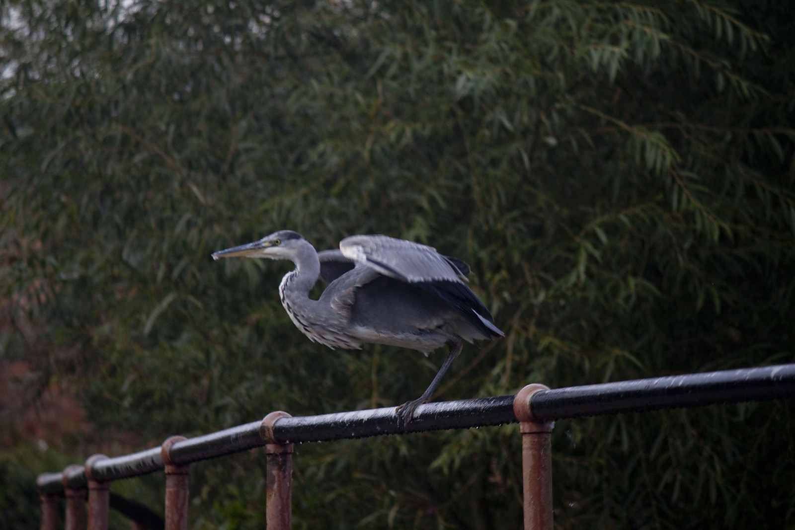 Heron in Aylestone