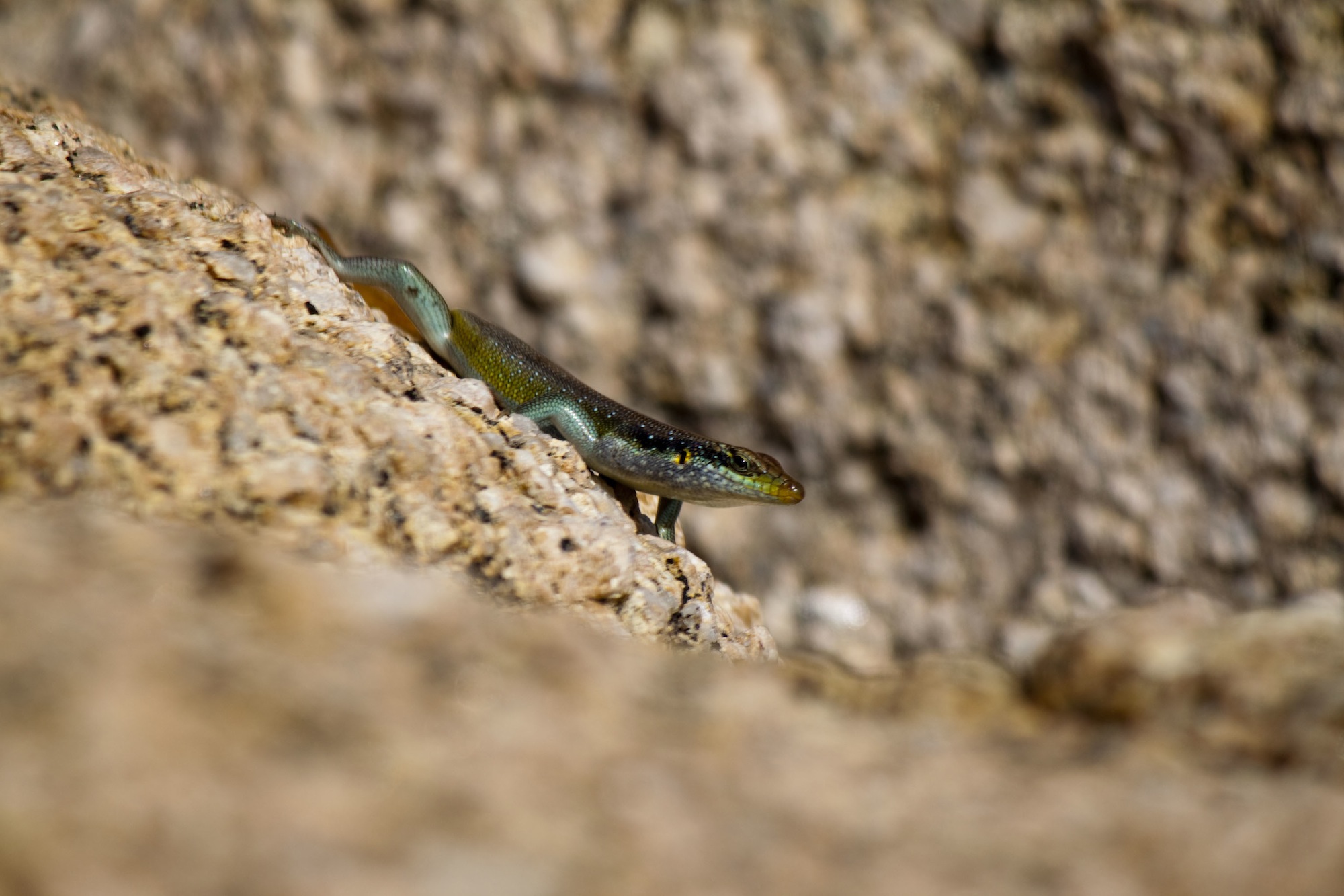 Malawi Lizards