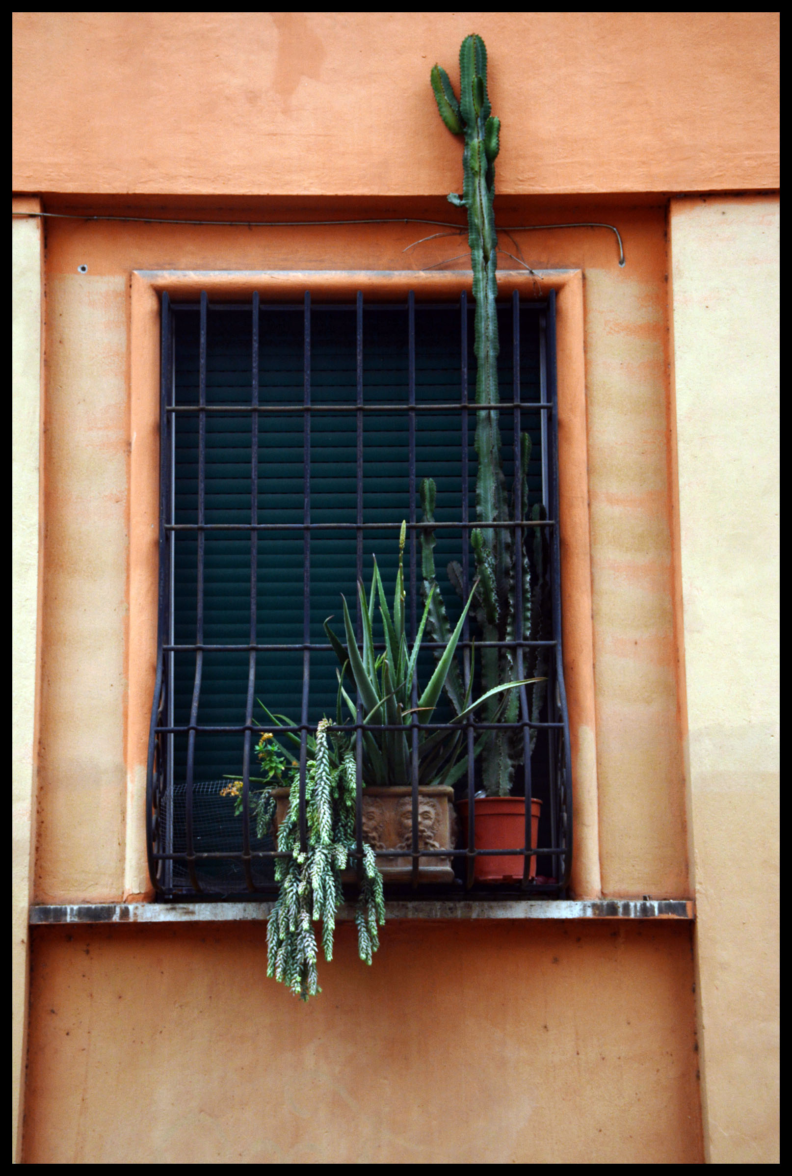 Roman Windowsill Cactus