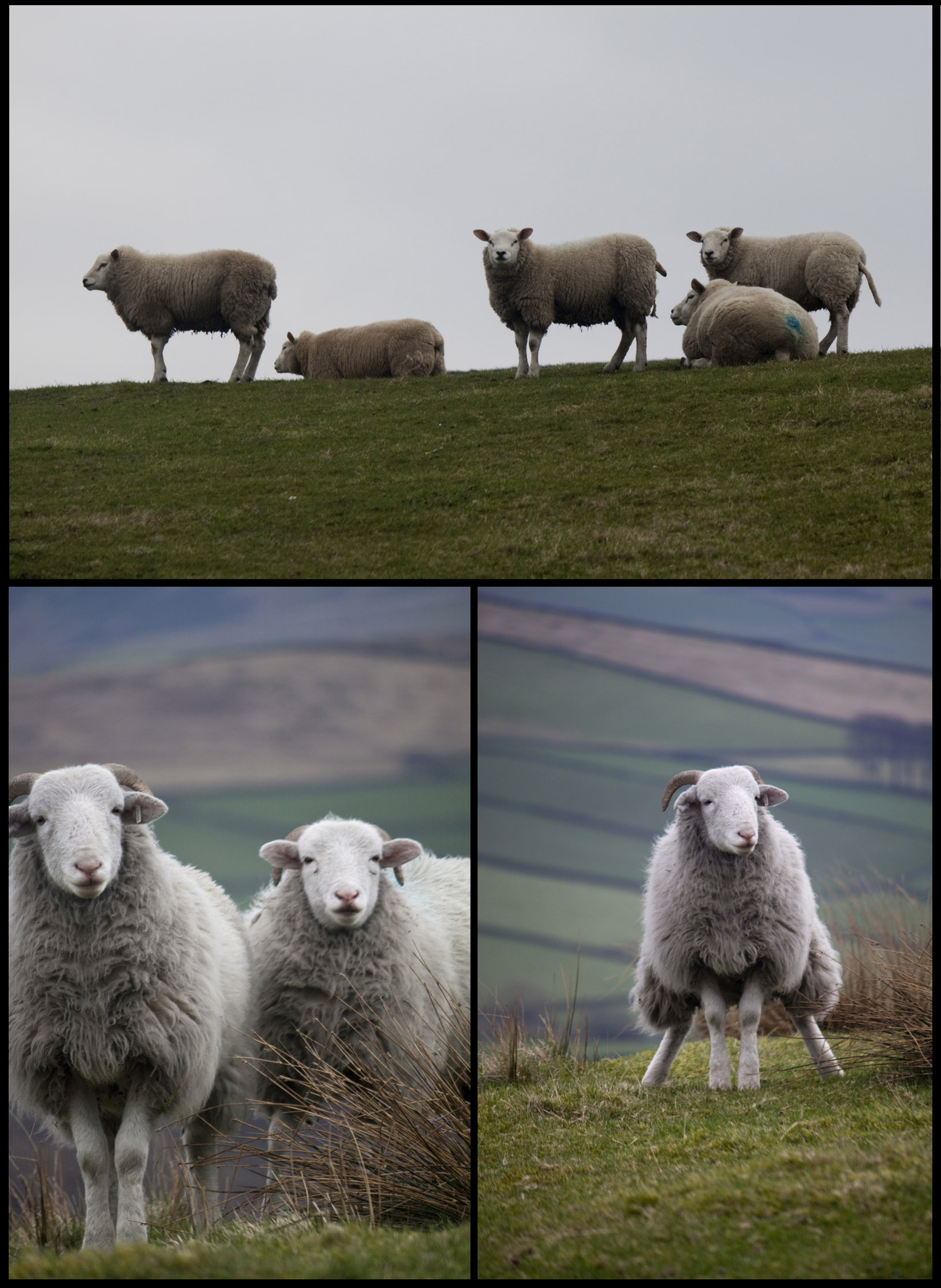 Sheep of the Peak District