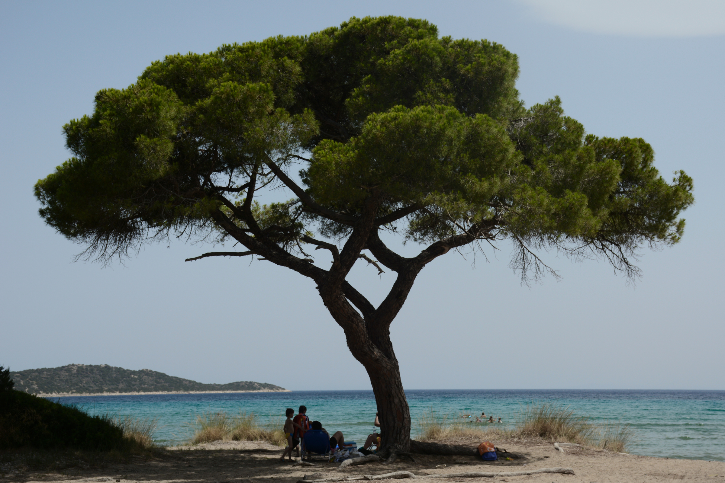 Beach Tree