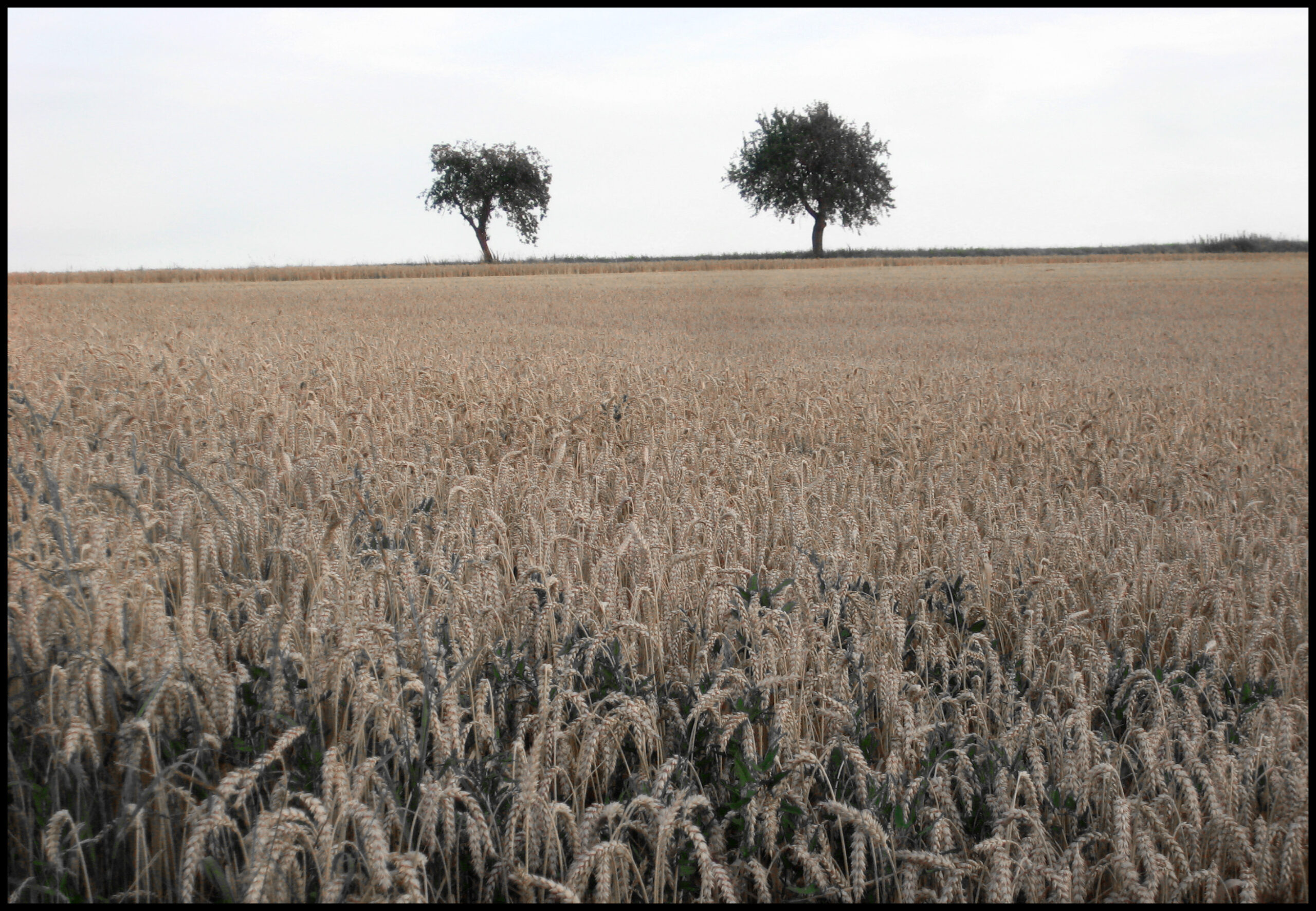 Wheat & Trees