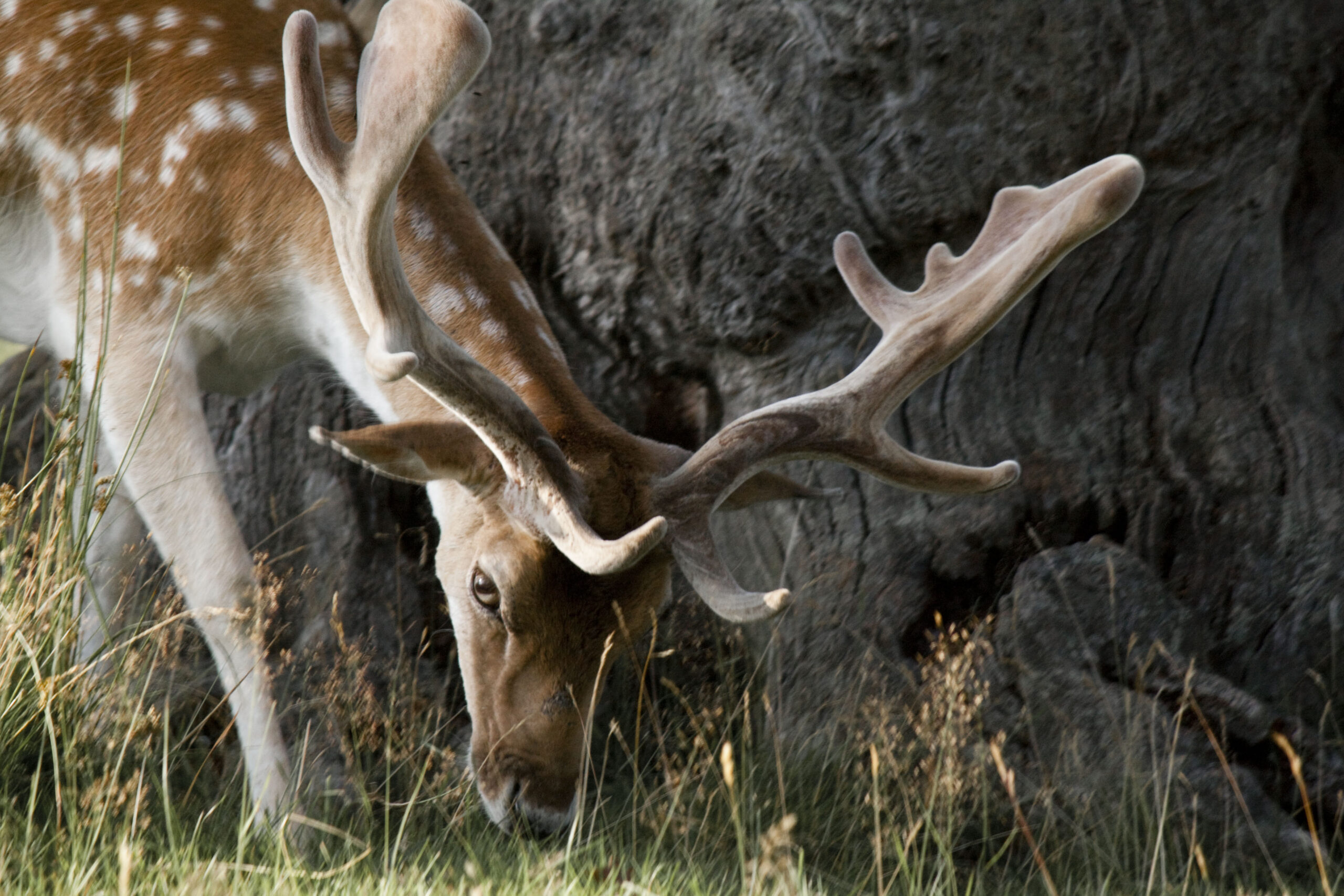 Bradgate park