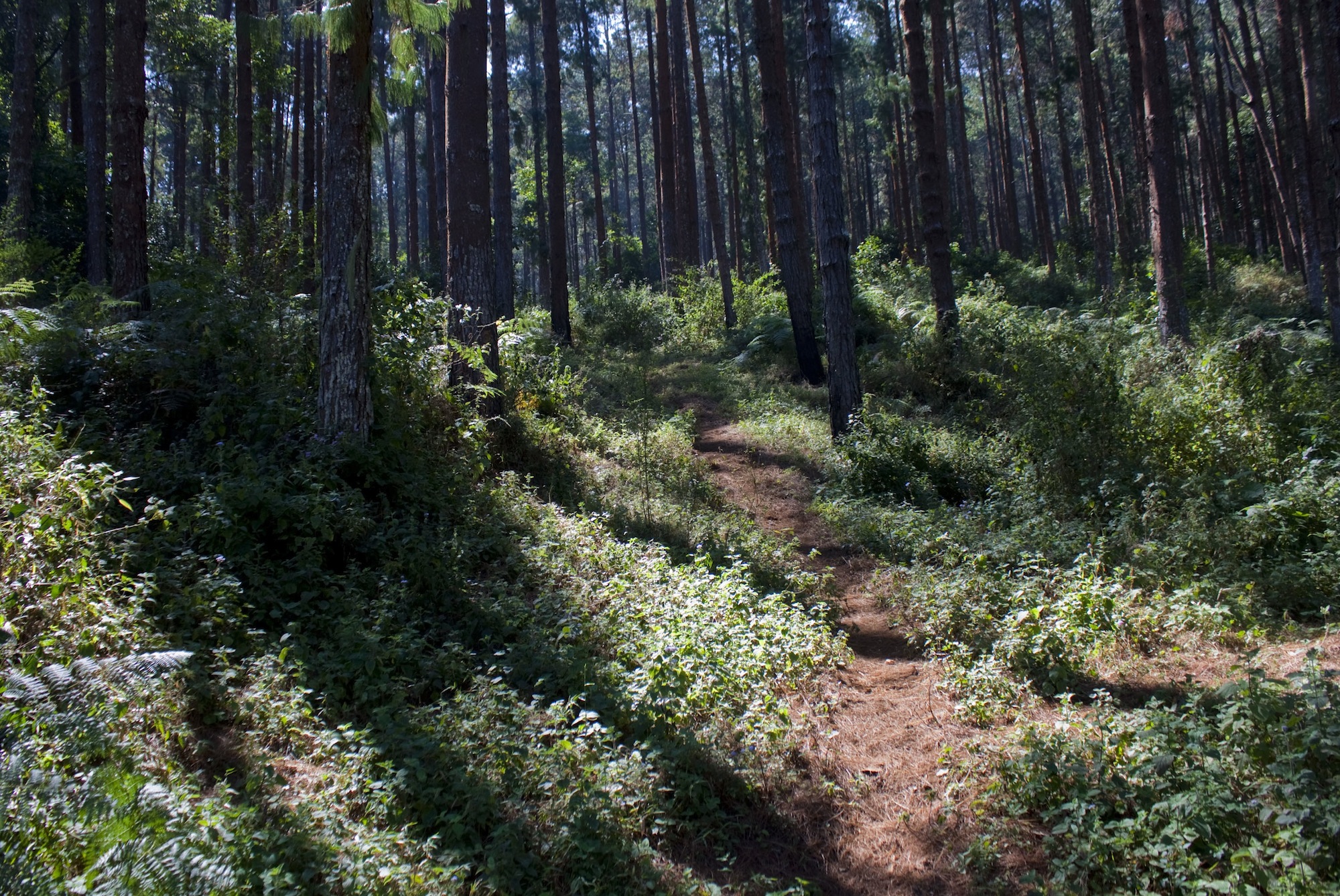 Zomba Forest