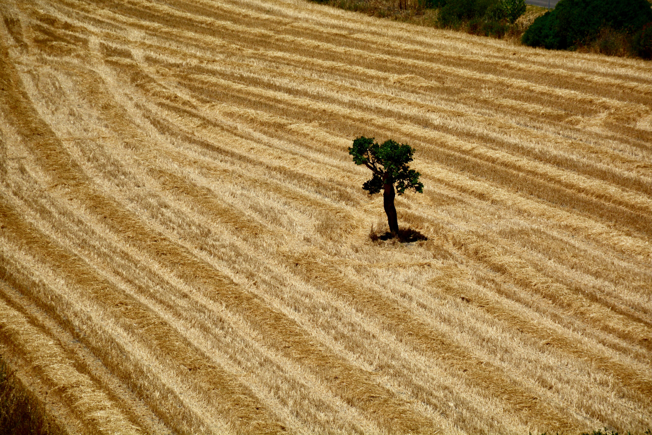 Agriculture Tree